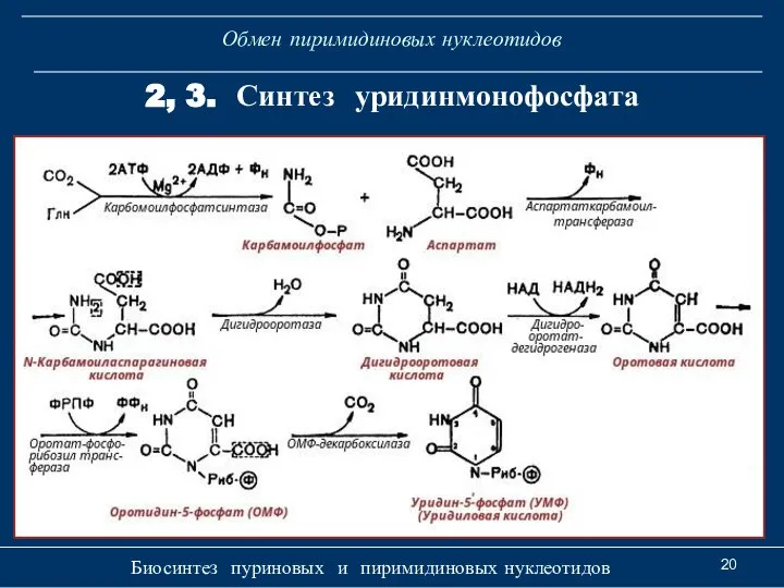 Обмен пиримидиновых нуклеотидов Биосинтез пуриновых и пиримидиновых нуклеотидов 2, 3. Синтез уридинмонофосфата