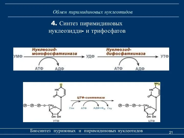 Обмен пиримидиновых нуклеотидов Биосинтез пуриновых и пиримидиновых нуклеотидов 4. Синтез пиримидиновых нуклеозидди- и трифосфатов