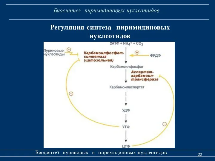 Биосинтез пиримидиновых нуклеотидов Биосинтез пуриновых и пиримидиновых нуклеотидов Регуляция синтеза пиримидиновых нуклеотидов