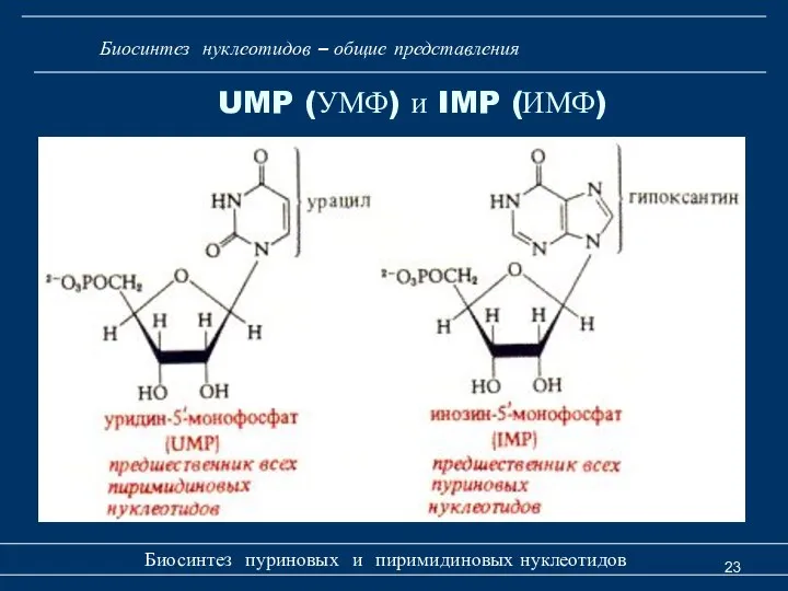 Биосинтез пуриновых и пиримидиновых нуклеотидов UMP (УМФ) и IMP (ИМФ) Биосинтез нуклеотидов – общие представления