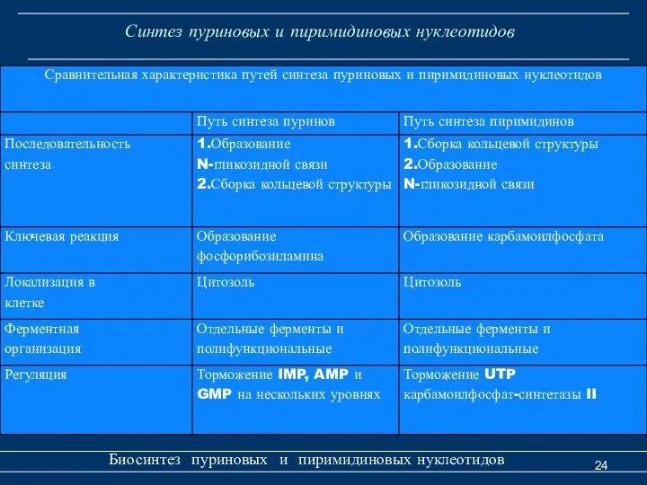 Синтез пуриновых и пиримидиновых нуклеотидов Биосинтез пуриновых и пиримидиновых нуклеотидов