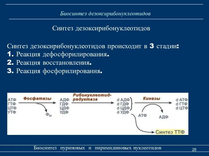 Биосинтез дезоксирибонуклеотидов Биосинтез пуриновых и пиримидиновых нуклеотидов Синтез дезоксирибонуклеотидов происходит в