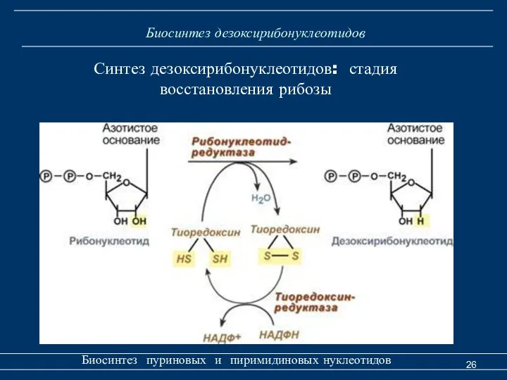 Биосинтез дезоксирибонуклеотидов Биосинтез пуриновых и пиримидиновых нуклеотидов Синтез дезоксирибонуклеотидов: стадия восстановления рибозы