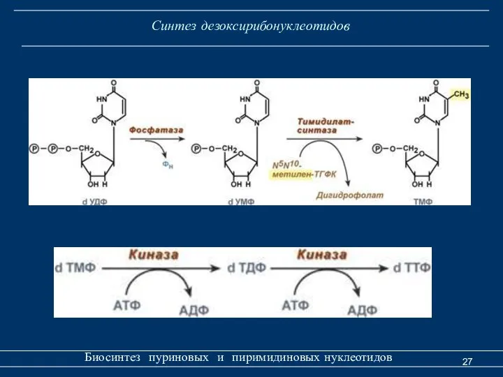 Синтез дезоксирибонуклеотидов Биосинтез пуриновых и пиримидиновых нуклеотидов