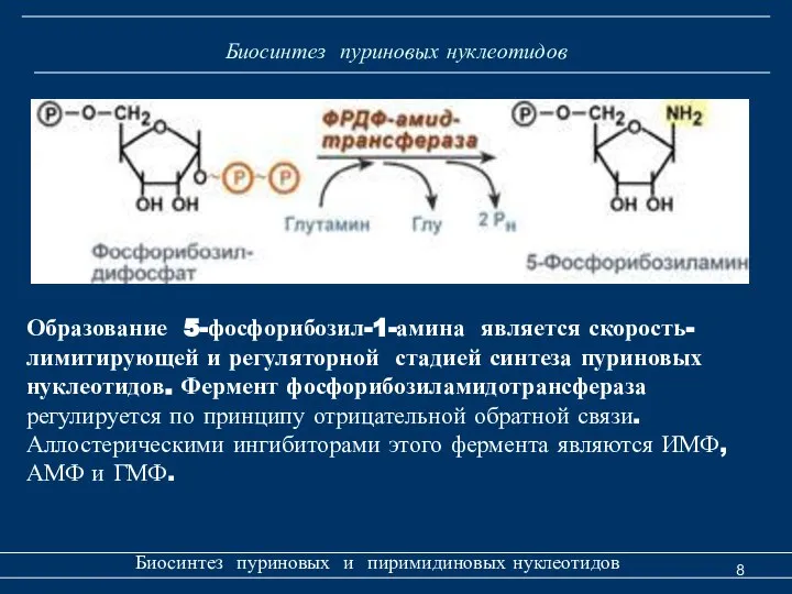 Биосинтез пуриновых нуклеотидов Биосинтез пуриновых и пиримидиновых нуклеотидов Образование 5-фосфорибозил-1-амина является