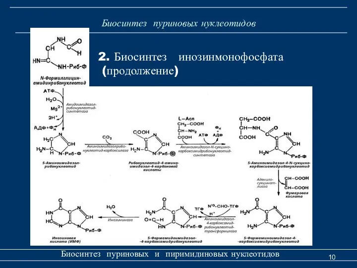 Биосинтез пуриновых нуклеотидов Биосинтез пуриновых и пиримидиновых нуклеотидов 2. Биосинтез инозинмонофосфата (продолжение)