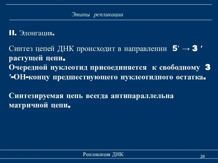 Репликация ДНК Этапы репликации II. Элонгация. Синтез цепей ДНК происходит в