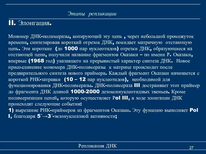 Репликация ДНК Этапы репликации II. Элонгация. Мономер ДНК-полимеразы, копирующий эту цепь