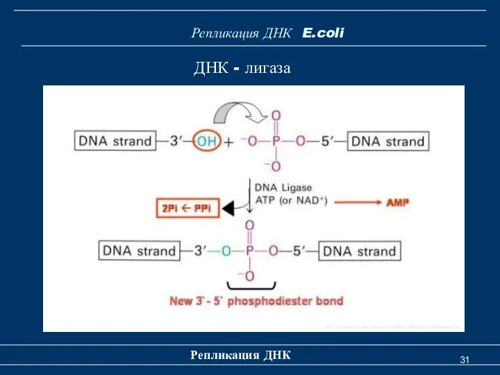 Репликация ДНК Репликация ДНК E.coli ДНК - лигаза