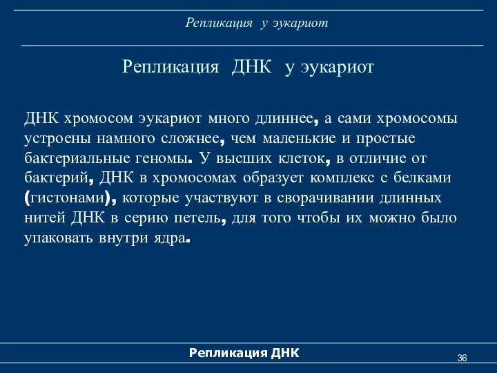 Репликация ДНК у эукариот Репликация ДНК Репликация у эукариот ДНК хромосом