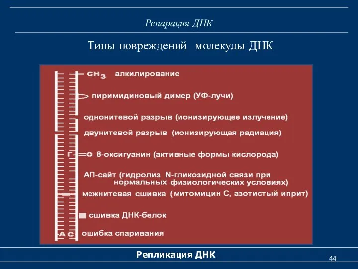 Репарация ДНК Репликация ДНК Типы повреждений молекулы ДНК