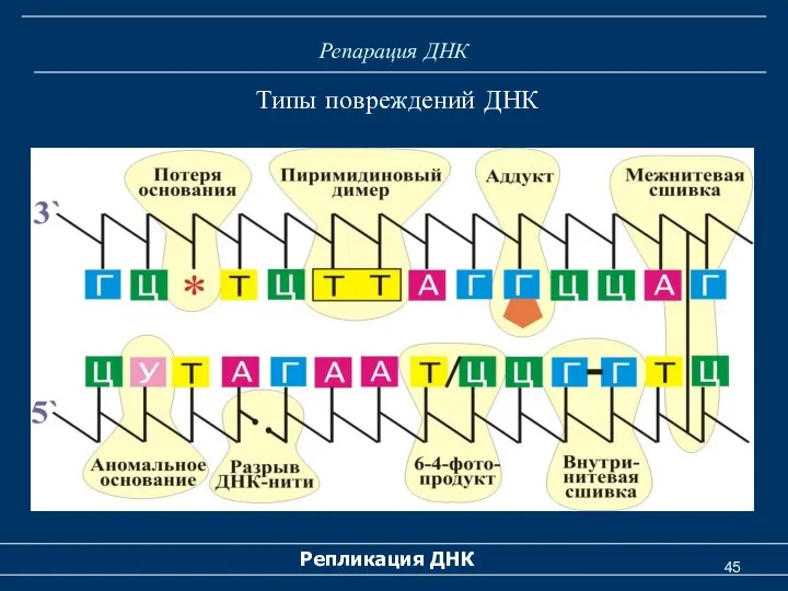 Репарация ДНК Репликация ДНК Типы повреждений ДНК