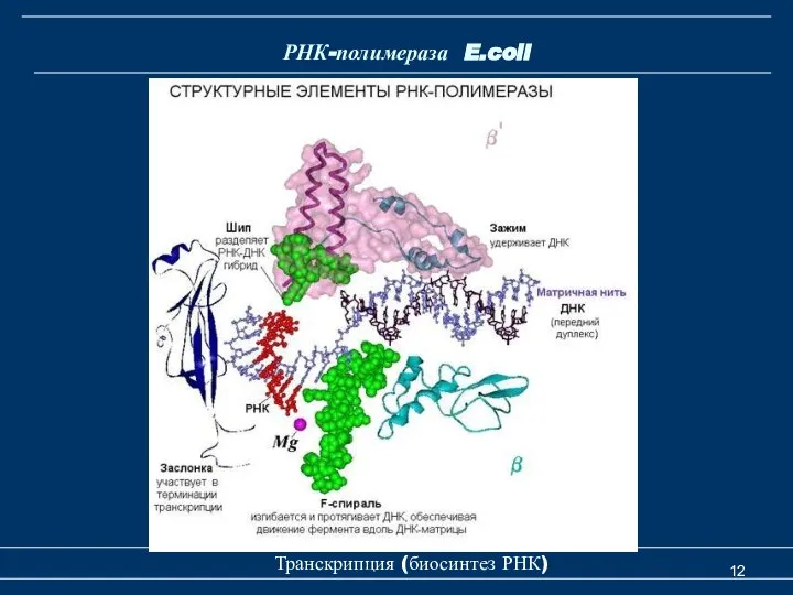 Транскрипция (биосинтез РНК) РНК-полимераза E.coli