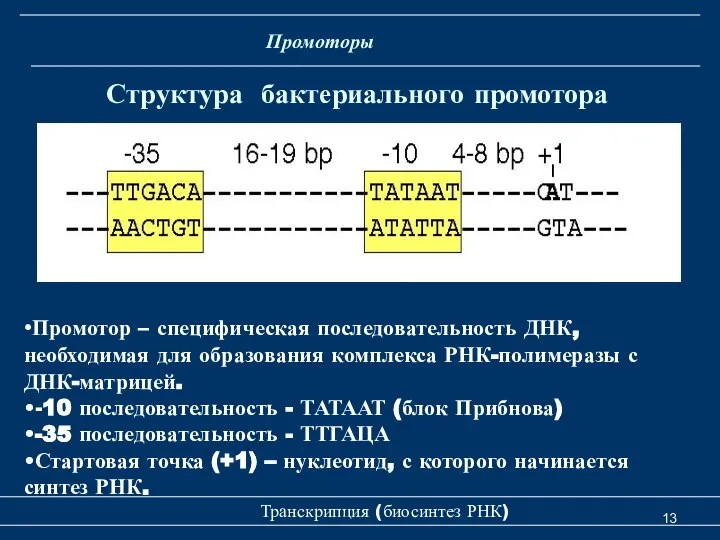 Транскрипция (биосинтез РНК) Структура бактериального промотора Промоторы •Промотор – специфическая последовательность