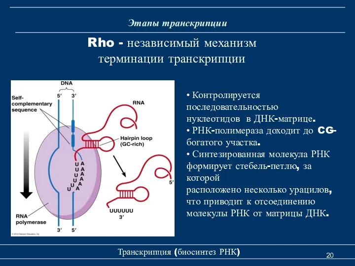 Этапы транскрипции Транскрипция (биосинтез РНК) Rho - независимый механизм терминации транскрипции