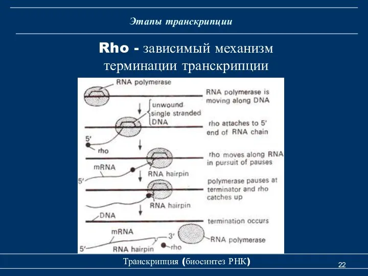 Транскрипция (биосинтез РНК) Rho - зависимый механизм терминации транскрипции Этапы транскрипции