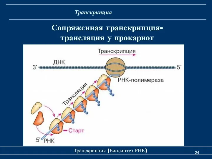 Транскрипция (Биосинтез РНК) Сопряженная транскрипция-трансляция у прокариот Транскрипция