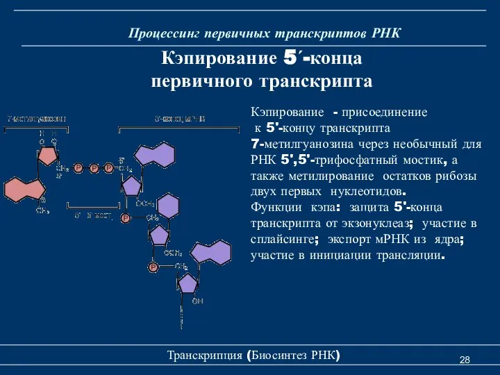 Транскрипция (Биосинтез РНК) Процессинг первичных транскриптов РНК Кэпирование 5ʹ-конца первичного транскрипта