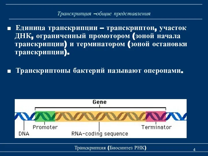 Транскрипция –общие представления ■ Единица транскрипции – транскриптон, участок ДНК, ограниченный