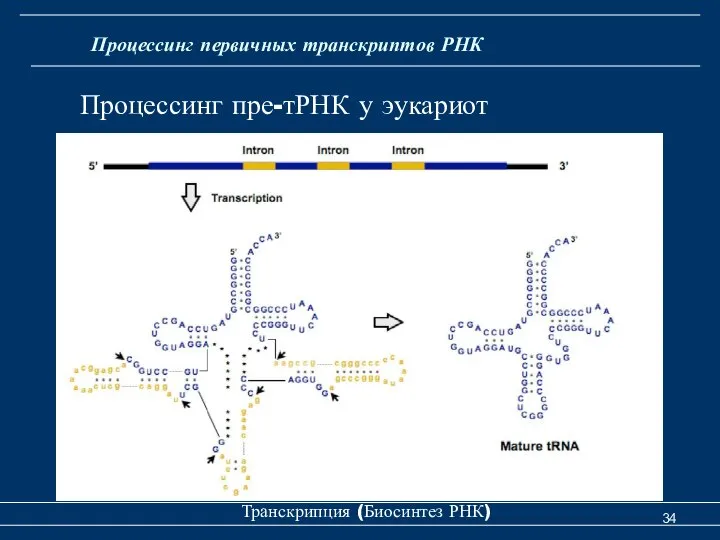 Транскрипция (Биосинтез РНК) Процессинг первичных транскриптов РНК Процессинг пре-тРНК у эукариот