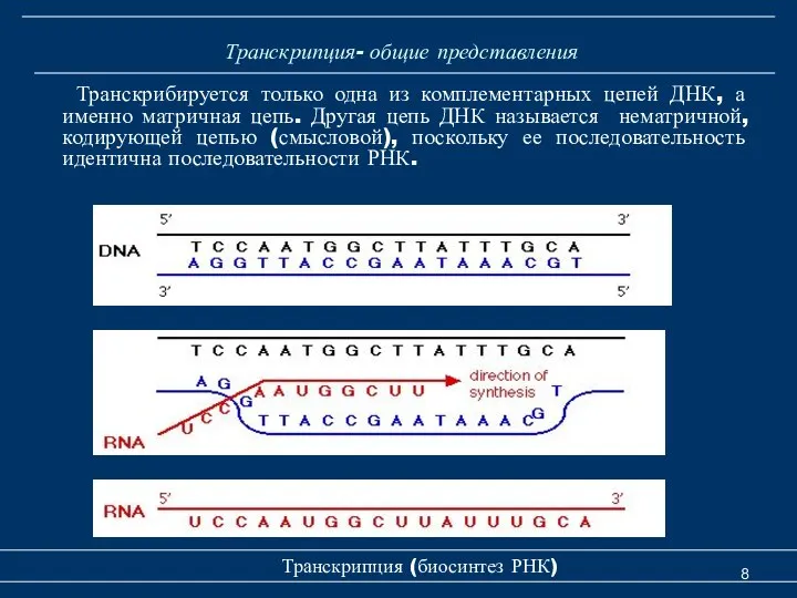 Транскрипция- общие представления Транскрибируется только одна из комплементарных цепей ДНК, а