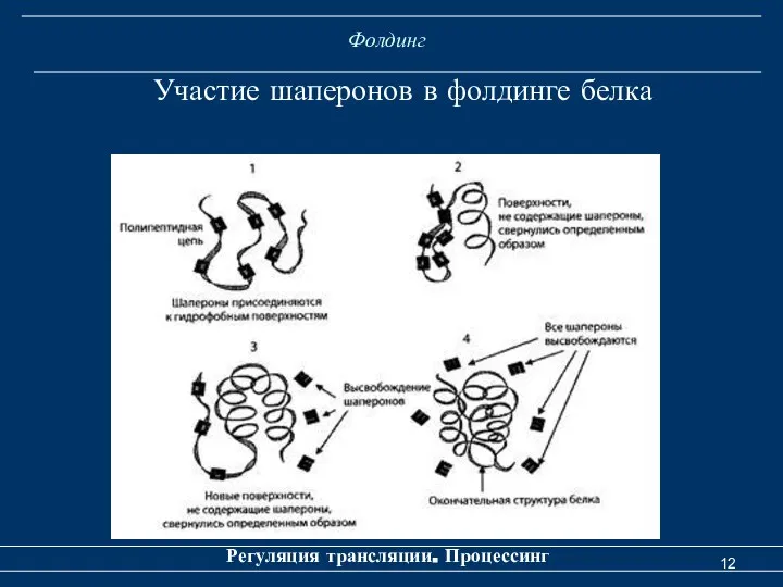 Фолдинг Регуляция трансляции. Процессинг Участие шаперонов в фолдинге белка