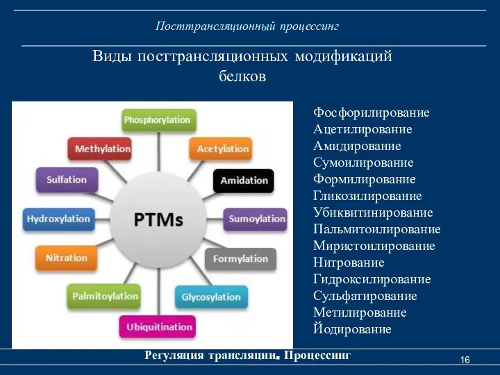 Посттрансляционный процессинг Регуляция трансляции. Процессинг Виды посттрансляционных модификаций белков Фосфорилирование Ацетилирование