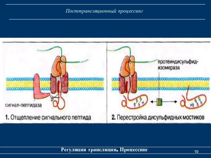 Посттрансляционный процессинг Регуляция трансляции. Процессинг