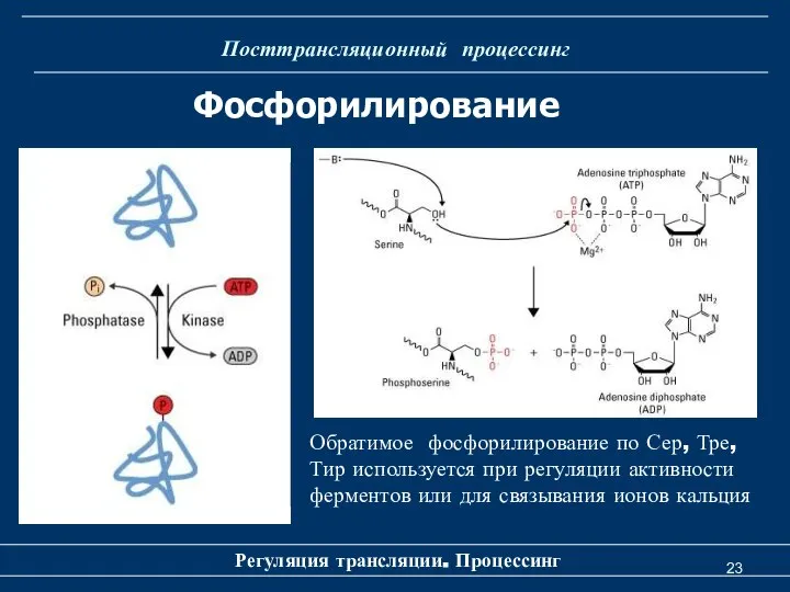 Посттрансляционный процессинг Регуляция трансляции. Процессинг Фосфорилирование убиквитинирование убиквитинирование Обратимое фосфорилирование по