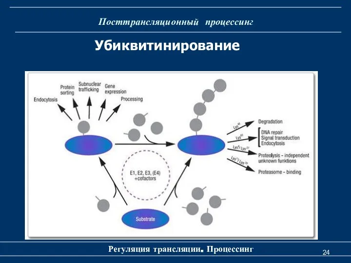 Посттрансляционный процессинг Регуляция трансляции. Процессинг Убиквитинирование