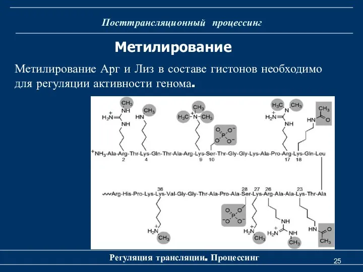 Посттрансляционный процессинг Регуляция трансляции. Процессинг Метилирование Метилирование Арг и Лиз в