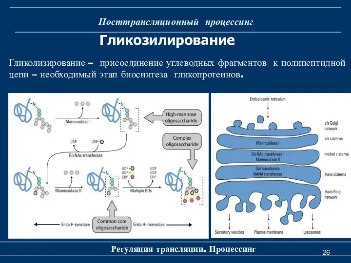 Посттрансляционный процессинг Регуляция трансляции. Процессинг Гликозилирование Гликолизирование – присоединение углеводных фрагментов