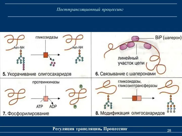 Посттрансляционный процессинг Регуляция трансляции. Процессинг