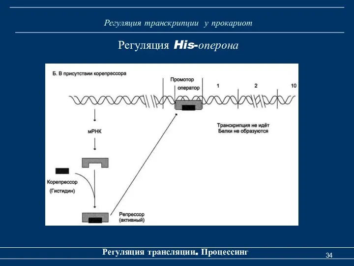 Регуляция транскрипции у прокариот Регуляция трансляции. Процессинг Регуляция His-оперона