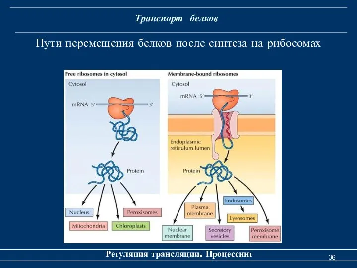 Транспорт белков Регуляция трансляции. Процессинг Пути перемещения белков после синтеза на рибосомах