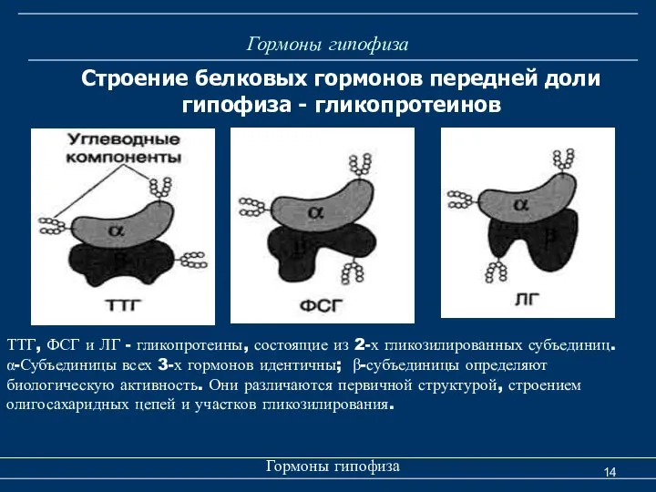 Гормоны гипофиза Гормоны гипофиза Строение белковых гормонов передней доли гипофиза -