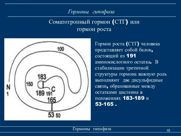 Гормоны гипофиза Гормоны гипофиза Соматотропный гормон (СТГ) или гормон роста Гормон