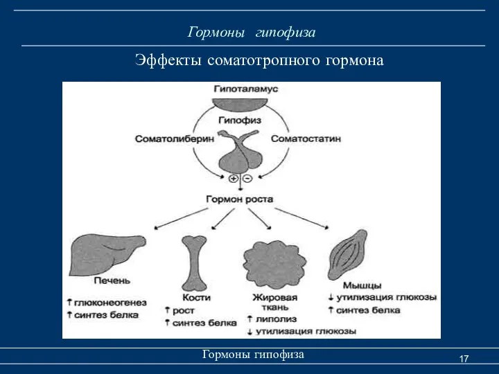 Гормоны гипофиза Гормоны гипофиза Эффекты соматотропного гормона