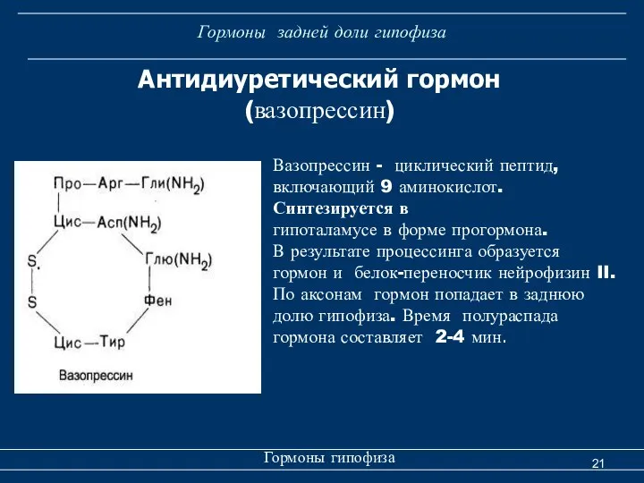 Гормоны задней доли гипофиза Гормоны гипофиза Антидиуретический гормон (вазопрессин) Вазопрессин -