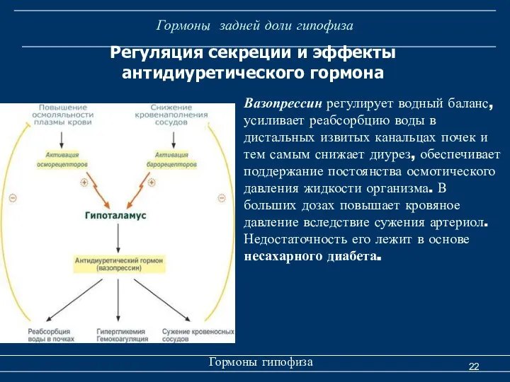 Гормоны задней доли гипофиза Гормоны гипофиза Регуляция секреции и эффекты антидиуретического