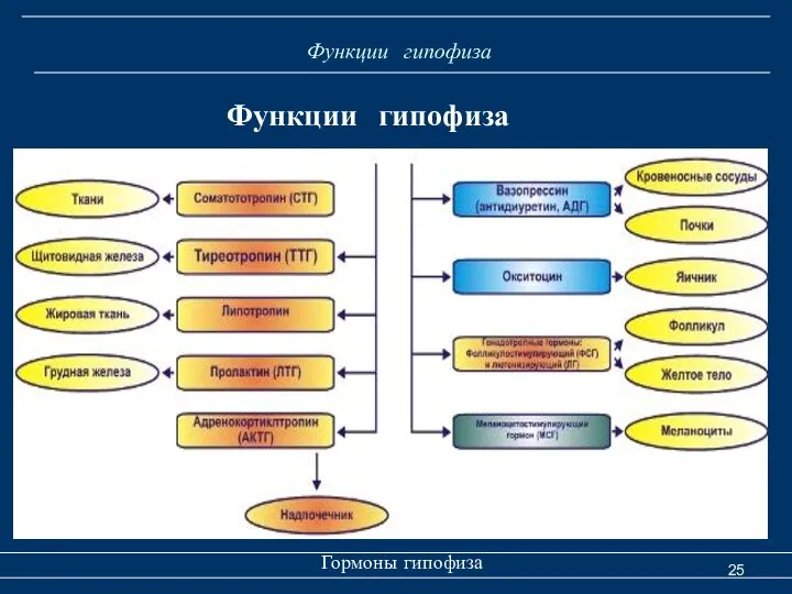 Функции гипофиза Гормоны гипофиза Функции гипофиза