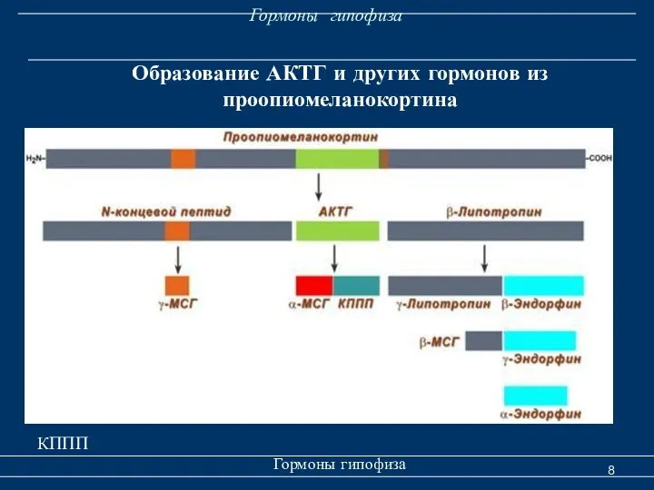 Гормоны гипофиза Гормоны гипофиза Образование АКТГ и других гормонов из проопиомеланокортина КППП