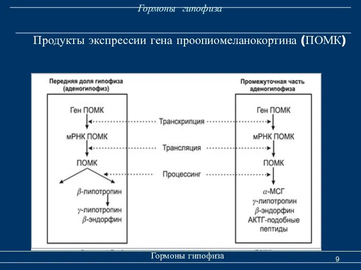 Гормоны гипофиза Гормоны гипофиза Продукты экспрессии гена проопиомеланокортина (ПОМК)