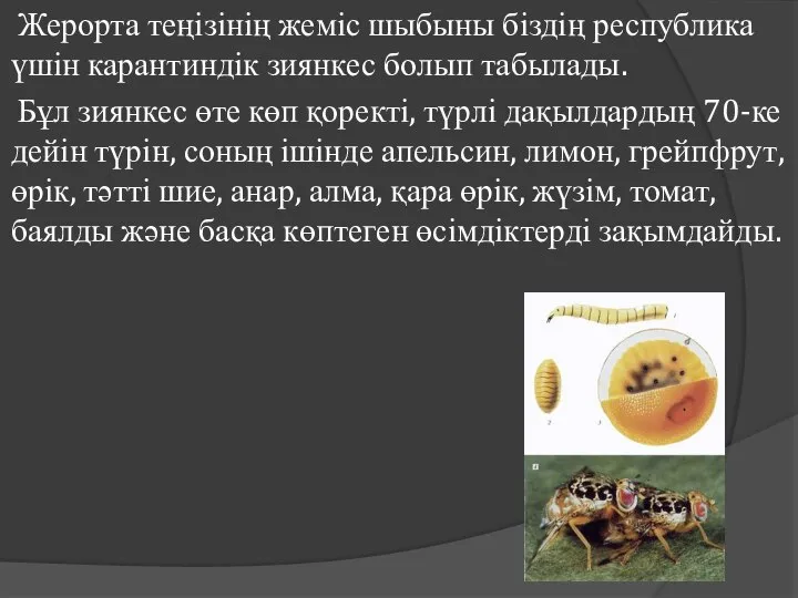 Жерорта теңізінің жеміс шыбыны біздің республика үшін карантиндік зиянкес болып табылады.