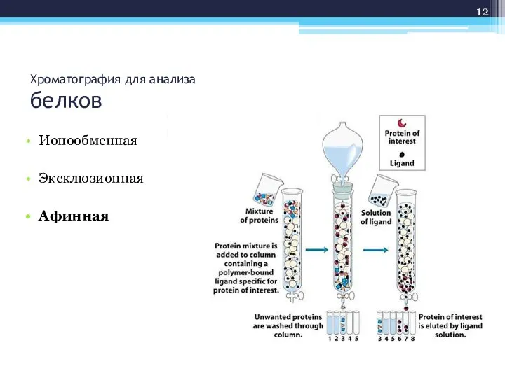 Хроматография для анализа белков Ионообменная Эксклюзионная Афинная