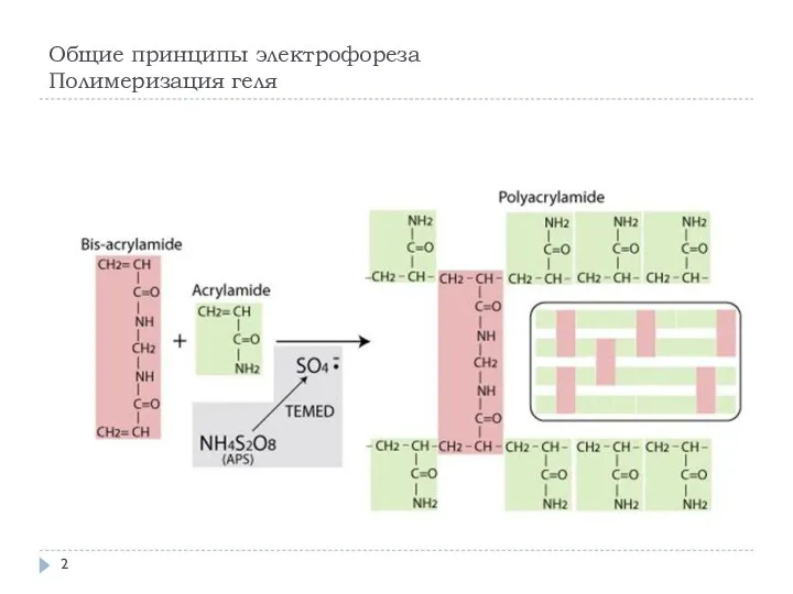 Общие принципы электрофореза Полимеризация геля