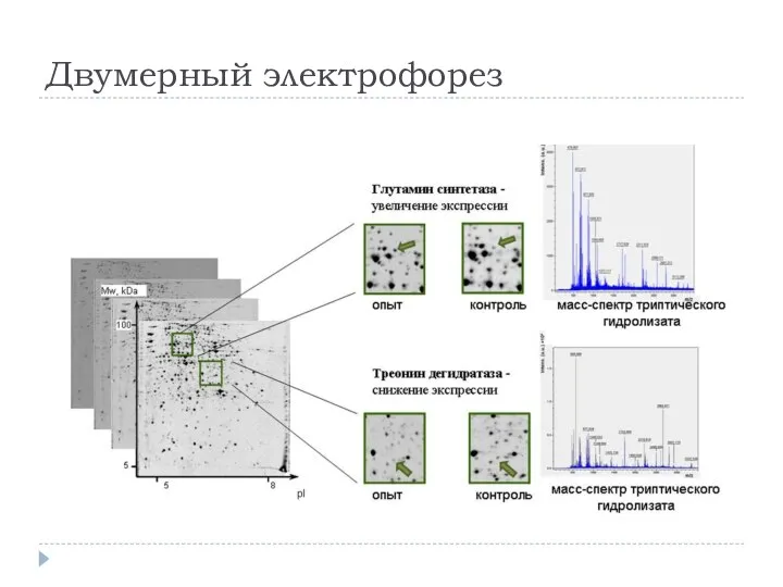 Двумерный электрофорез