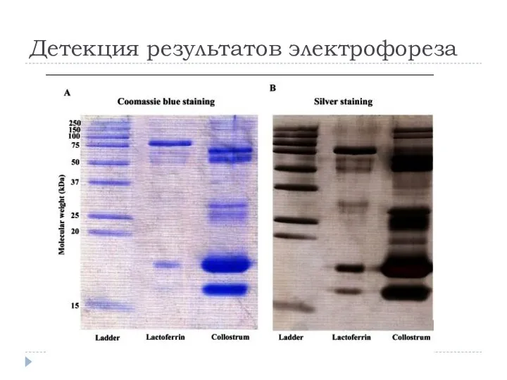 Детекция результатов электрофореза