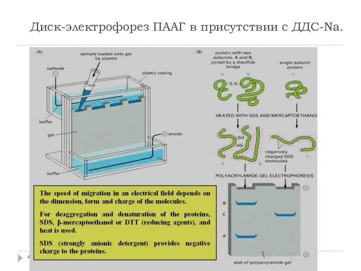 Диск-электрофорез ПААГ в присутствии с ДДС-Na.