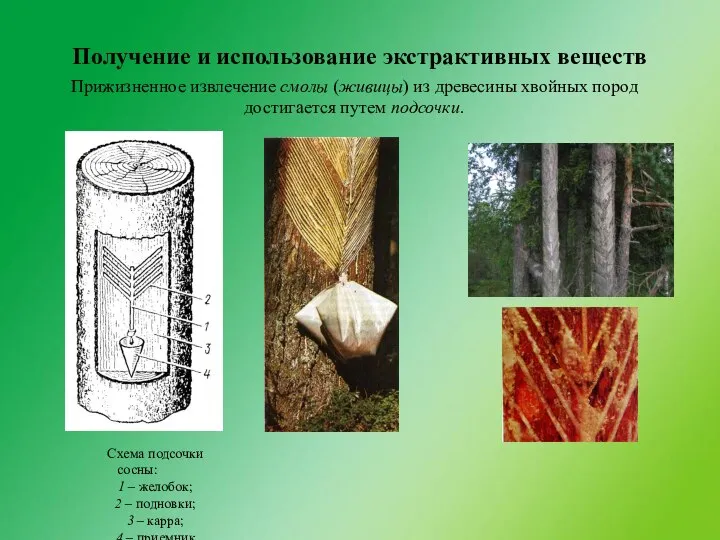 Получение и использование экстрактивных веществ Схема подсочки сосны: 1 – желобок;